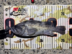 クロソイの釣果