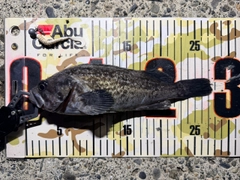 クロソイの釣果