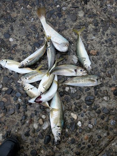 マアジの釣果