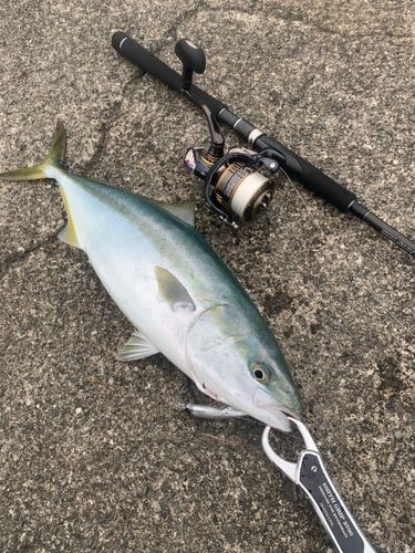 イナダの釣果