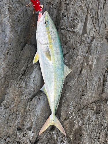 ワラサの釣果