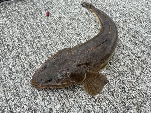 マゴチの釣果
