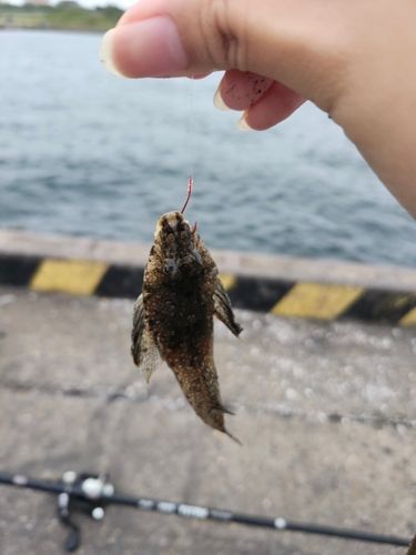 メゴチの釣果