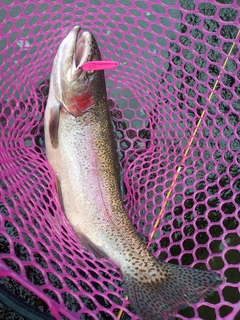 ニジマスの釣果