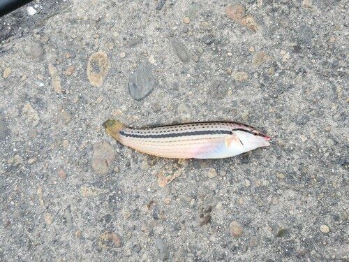 キュウセンの釣果