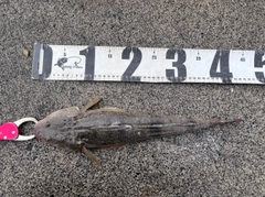 マゴチの釣果