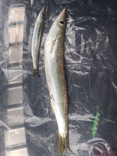カマスの釣果