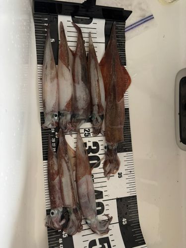イカの釣果