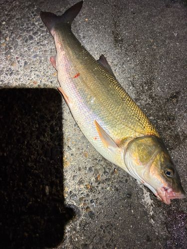 マルタウグイの釣果