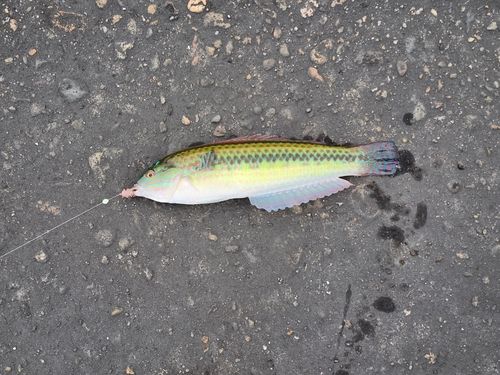 キュウセンの釣果