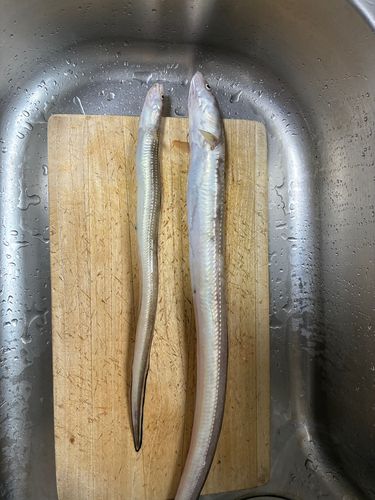 アナゴの釣果