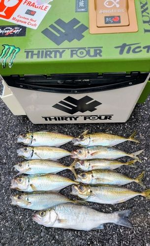 アジの釣果