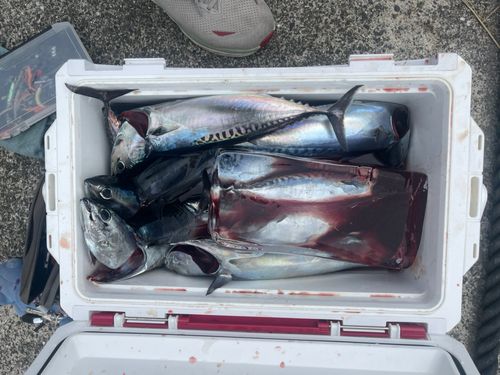 ヒラソウダの釣果