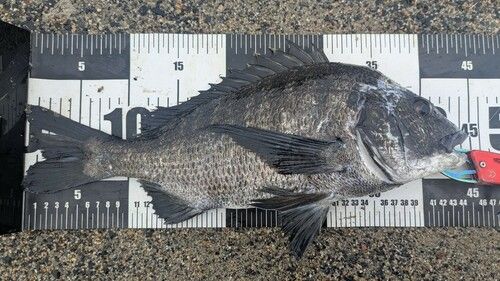チヌの釣果