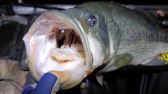 ブラックバスの釣果