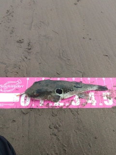 トラフグの釣果