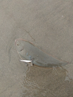 シタビラメの釣果