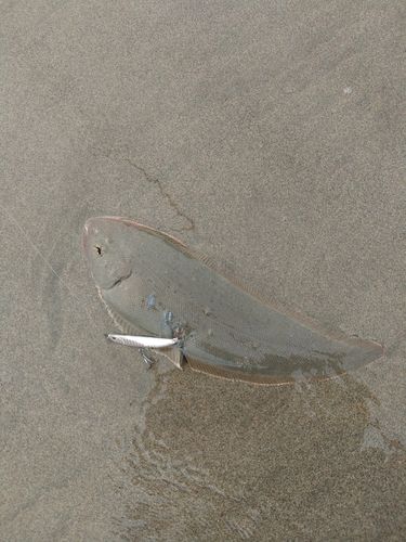 シタビラメの釣果