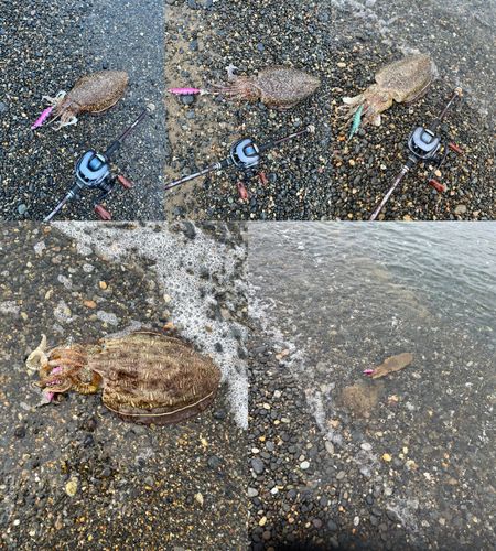 カミナリイカの釣果