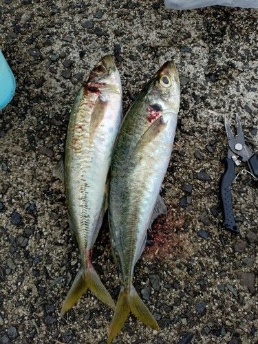 アオアジの釣果