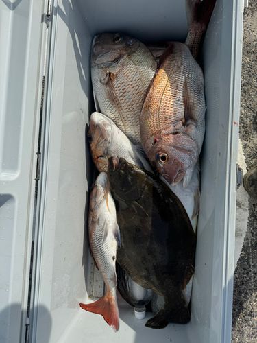 マダイの釣果