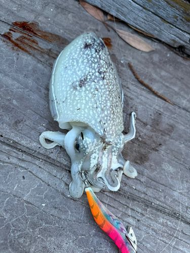 シリヤケイカの釣果