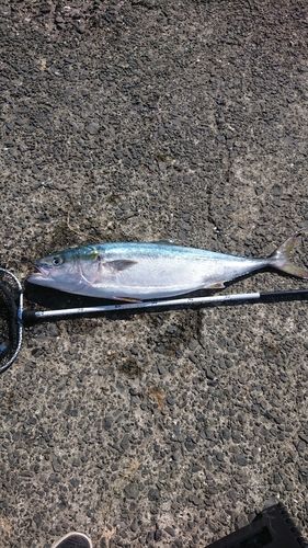 ブリの釣果