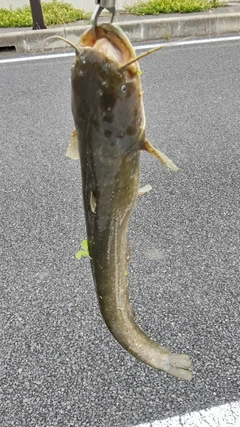 ナマズの釣果