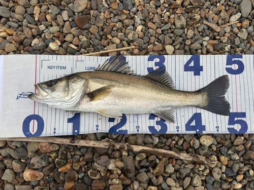 フッコ（マルスズキ）の釣果