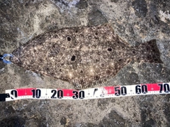 ヒラメの釣果
