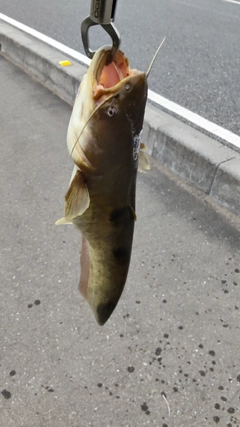ナマズの釣果