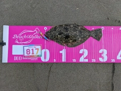 ソゲの釣果
