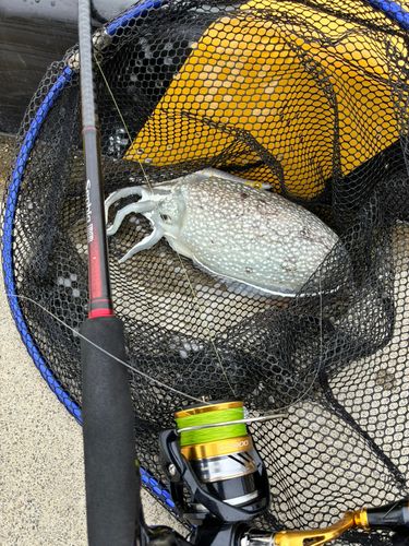 コウイカの釣果