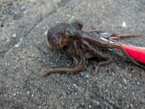マダコの釣果