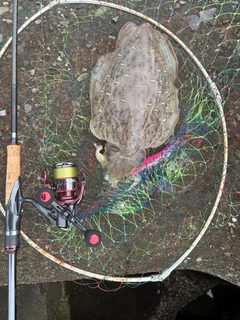 コウイカの釣果