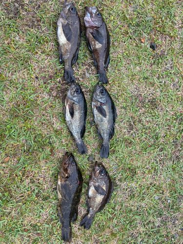 メバルの釣果