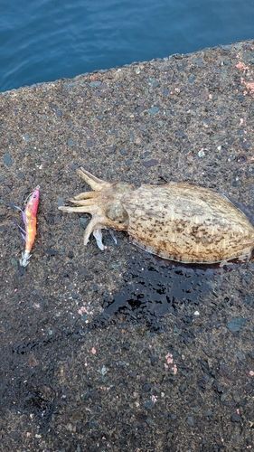 コウイカの釣果