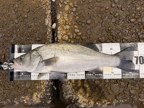 ヒラスズキの釣果