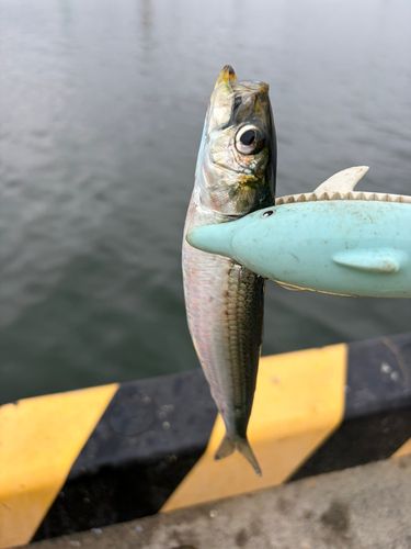 イワシの釣果