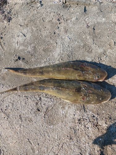 マゴチの釣果