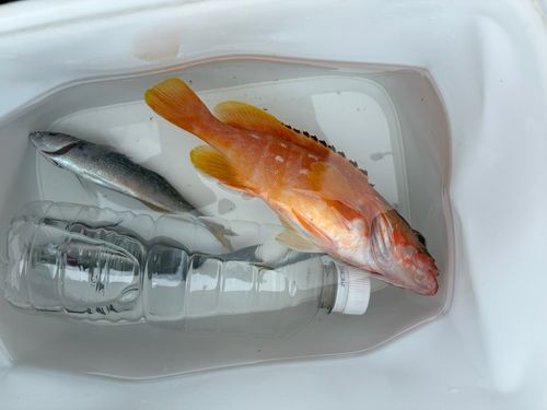 アカハタの釣果