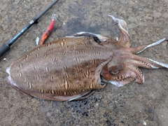 モンゴウイカの釣果