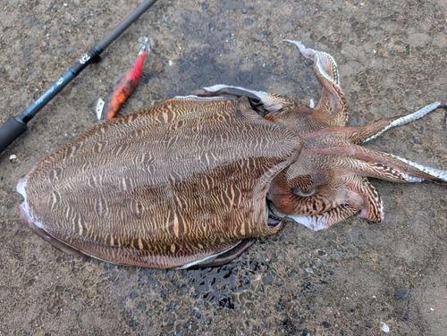 モンゴウイカの釣果