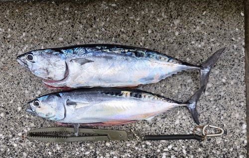 カツオの釣果