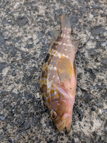 キジハタの釣果