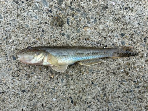 ハゼの釣果