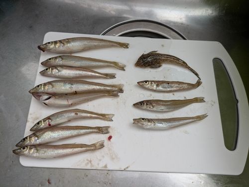 キスの釣果