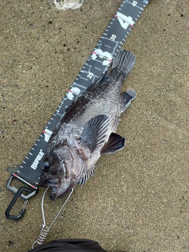 マゾイの釣果