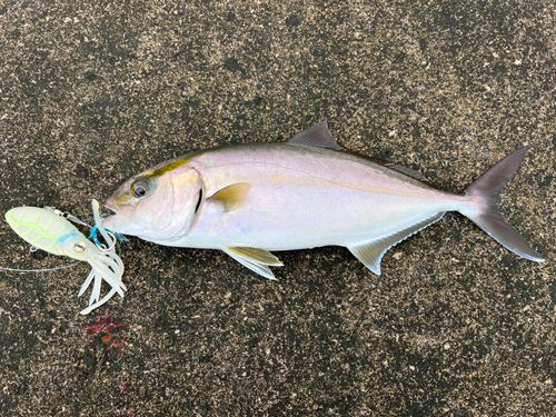 ショゴの釣果