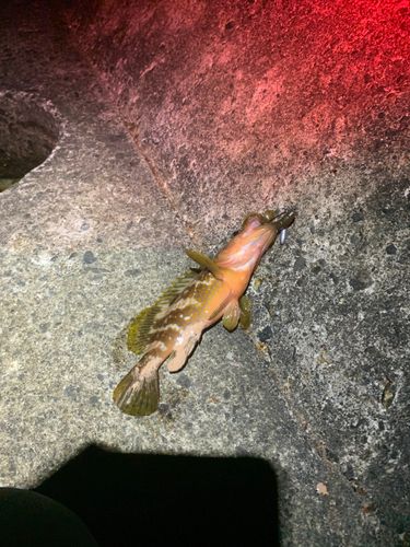 キジハタの釣果